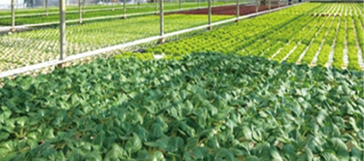 自有蔬菜基地 农科院技术合作